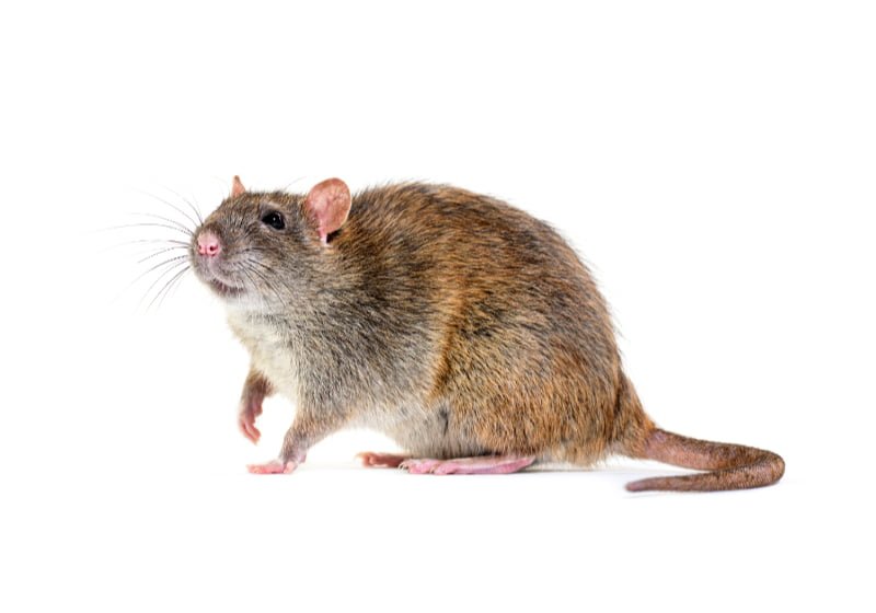 Rat brun ou surmulot